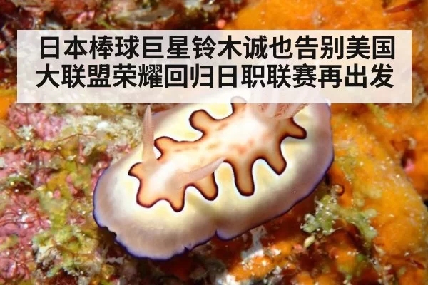 日本棒球巨星铃木诚也告别美国大联盟荣耀回归日职联赛再出发
